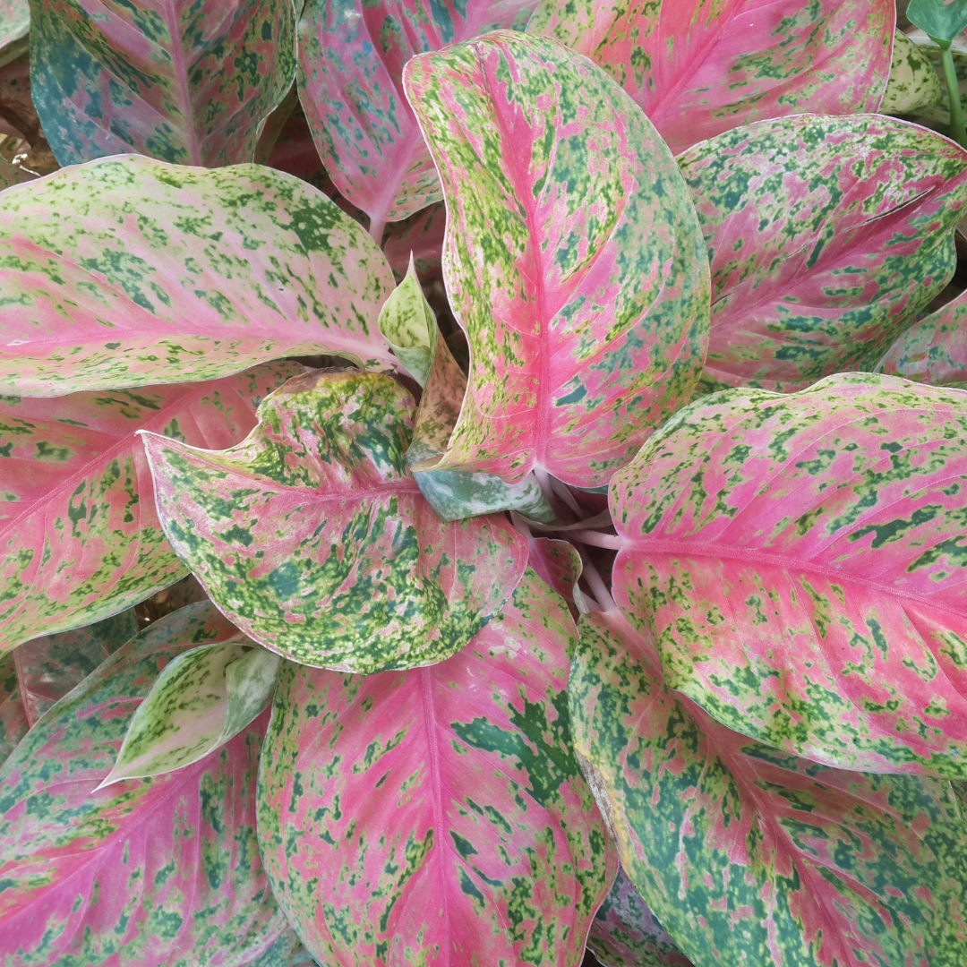 pink cream and green aglaonema leaves