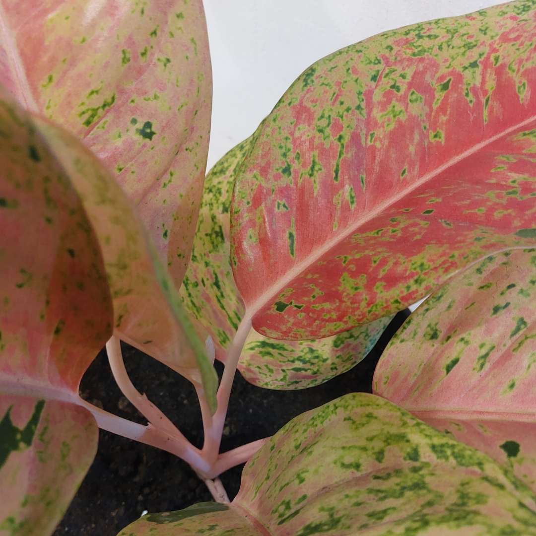 closeup of pink chinese evergreen leaves