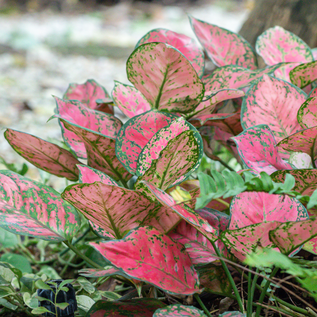 mottled pink and green aglaonemas in a natural looking environment