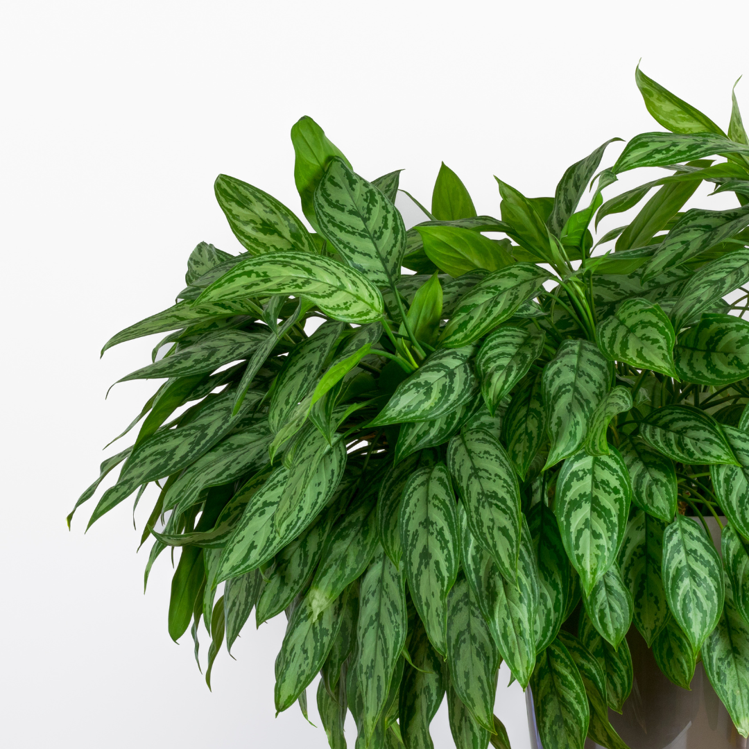 green variegated chinese evergreen plant in pot