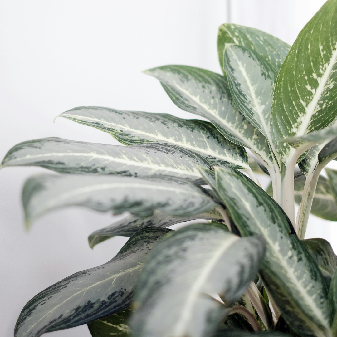 closeup of silver and green chinese evergreen leaves