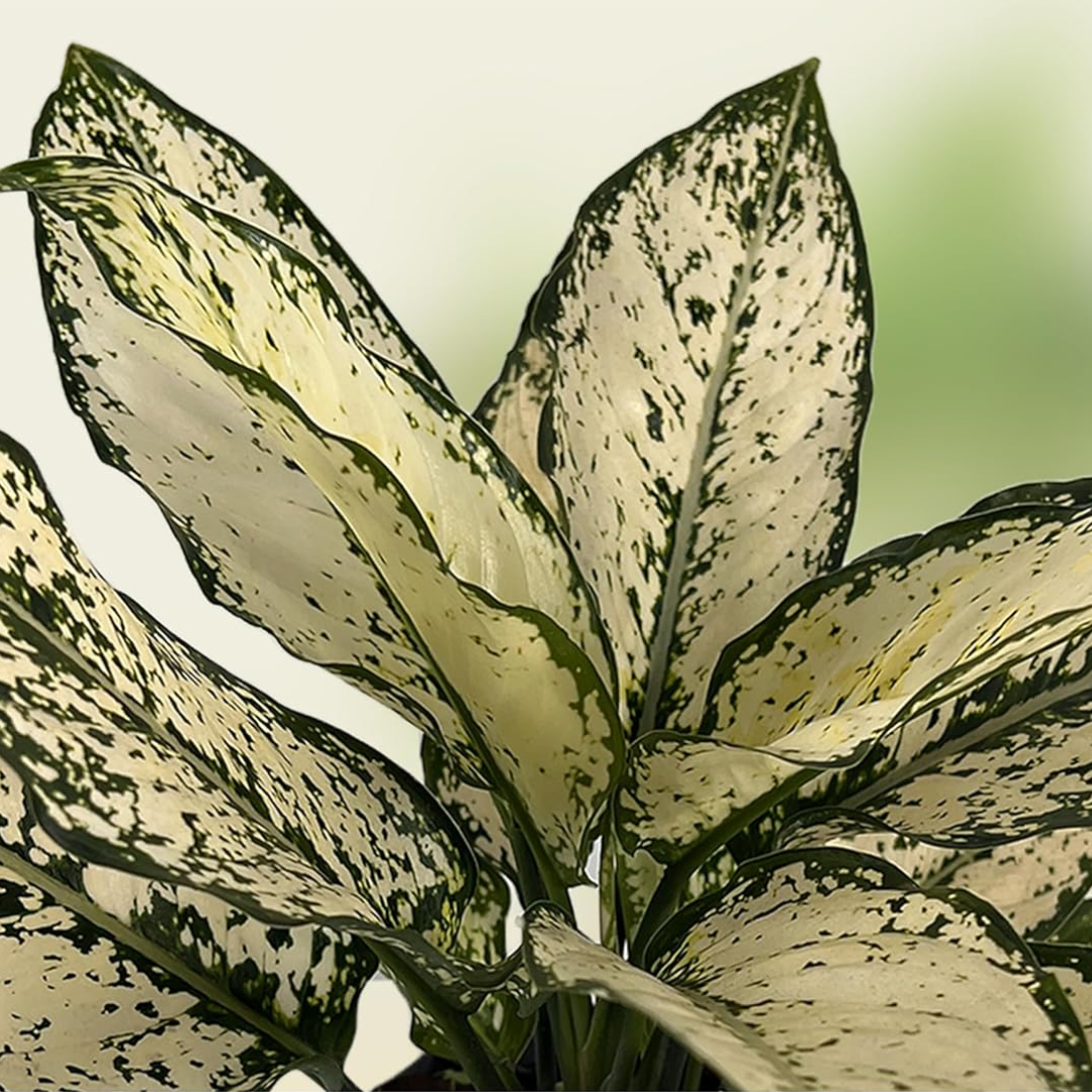 closeup of white and dark green chinese evergreen leaves