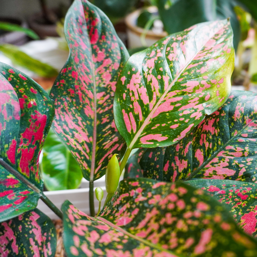 closeup of pink and green chinese evergreen plant