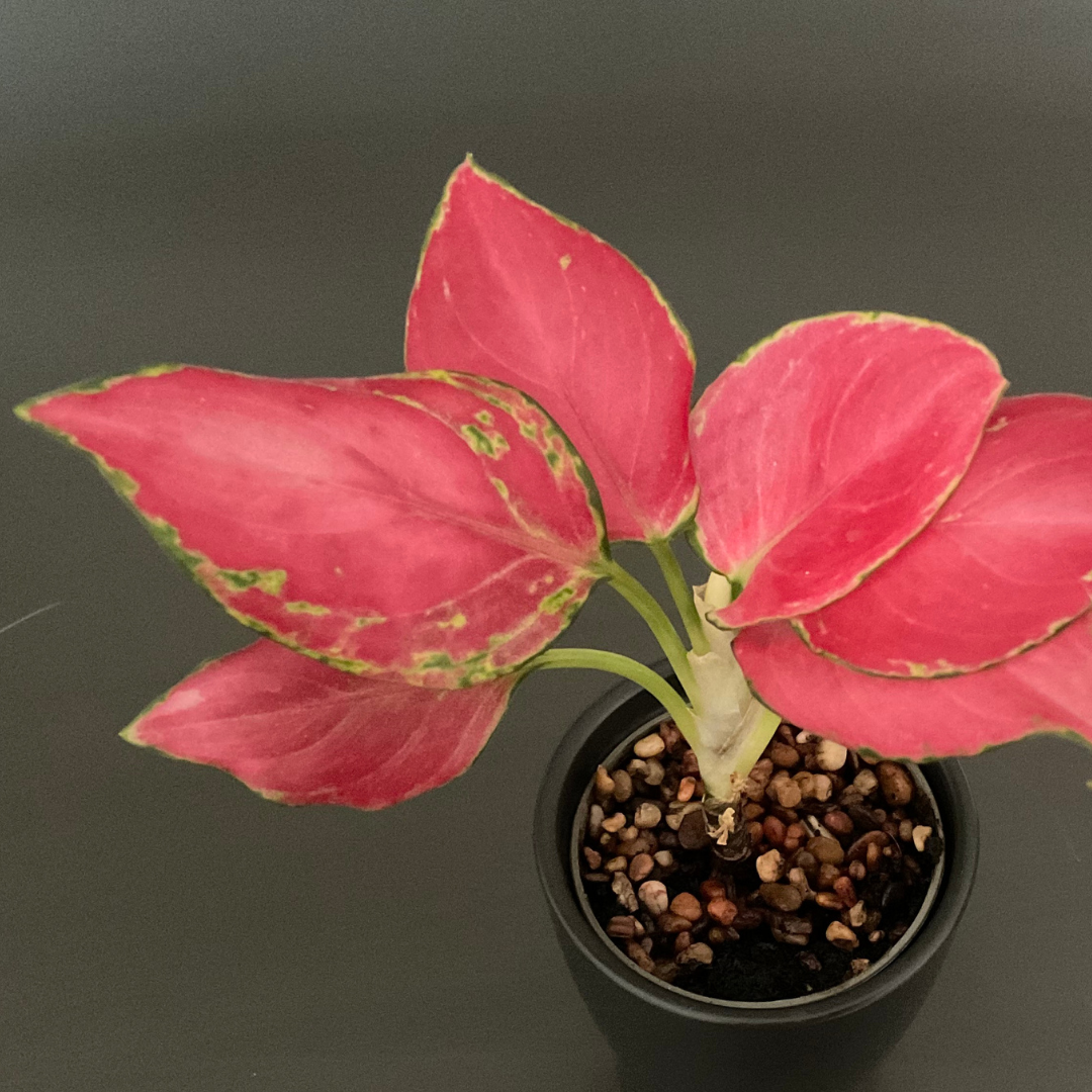 closeup of pink chinese evergreen leaves