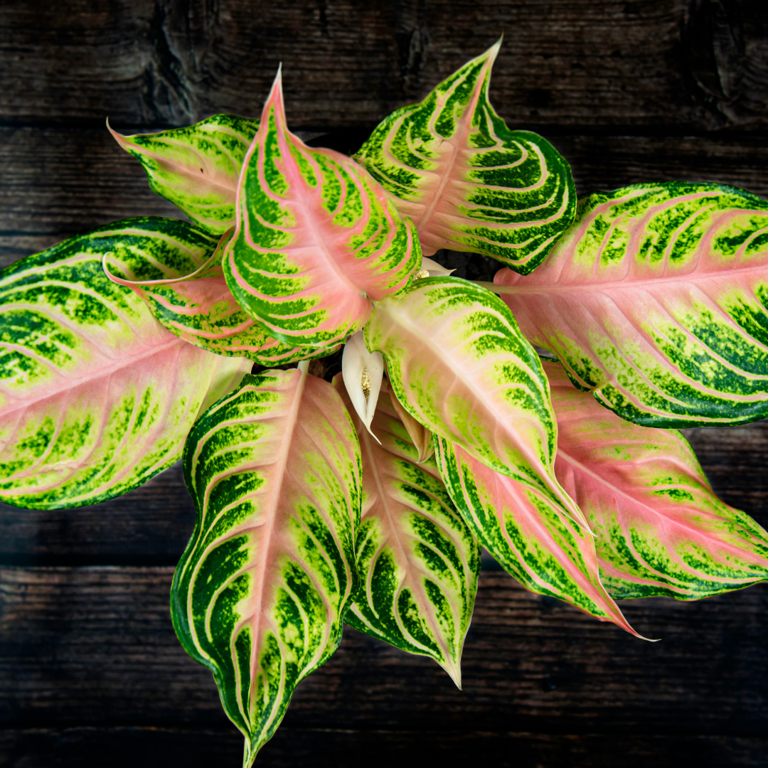 pink veined aglaonema plant over a dark wood background