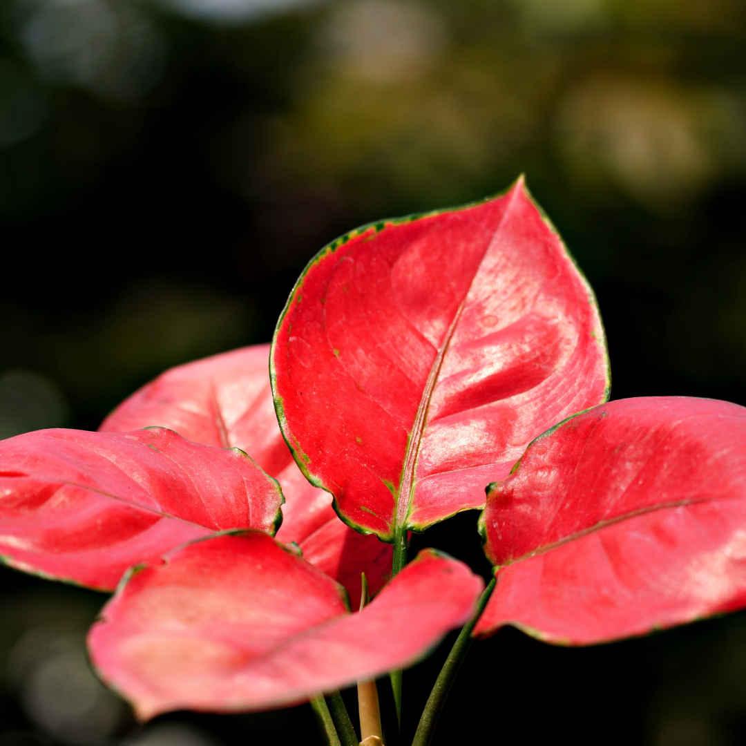 red aglaonema leaves