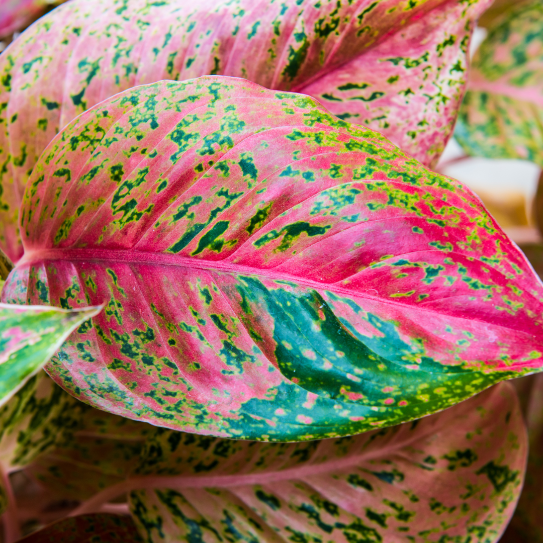 closeup of mottled pink and green chinese evergreen leaves