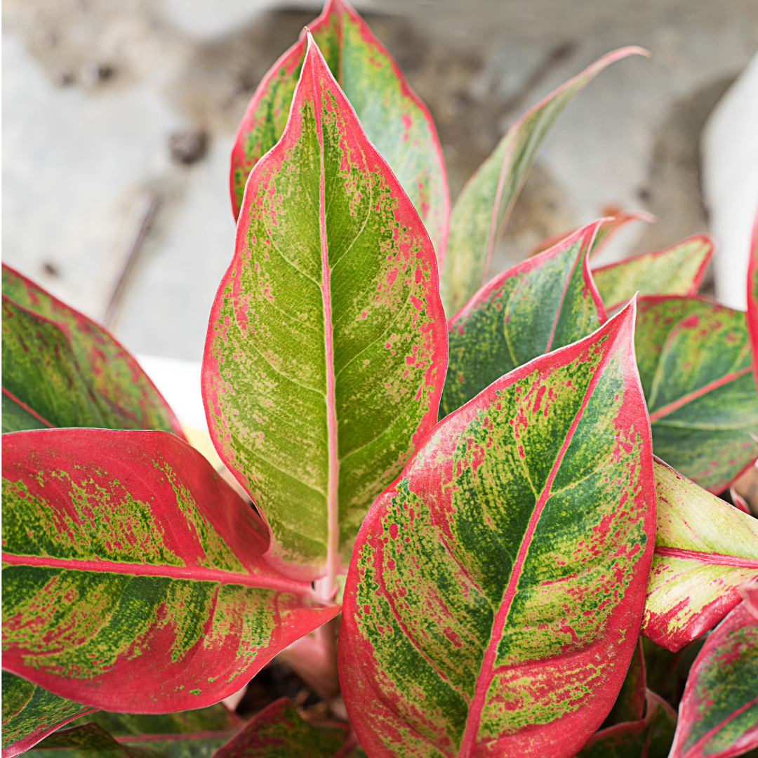 closeup of red and green chinese evergreen plant