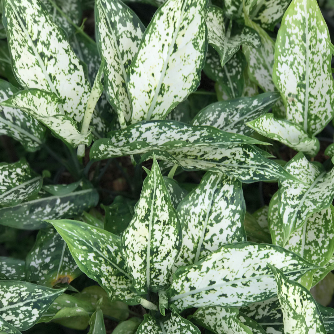 white and green mottled aglaonema leaves