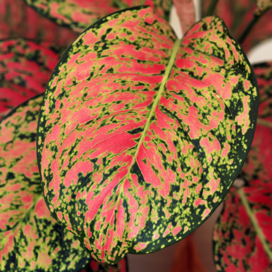 closeup of pink and green chinese evergreen leaf