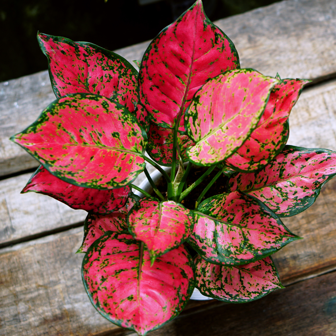 closeup of pink and green chinese evergreen leaf