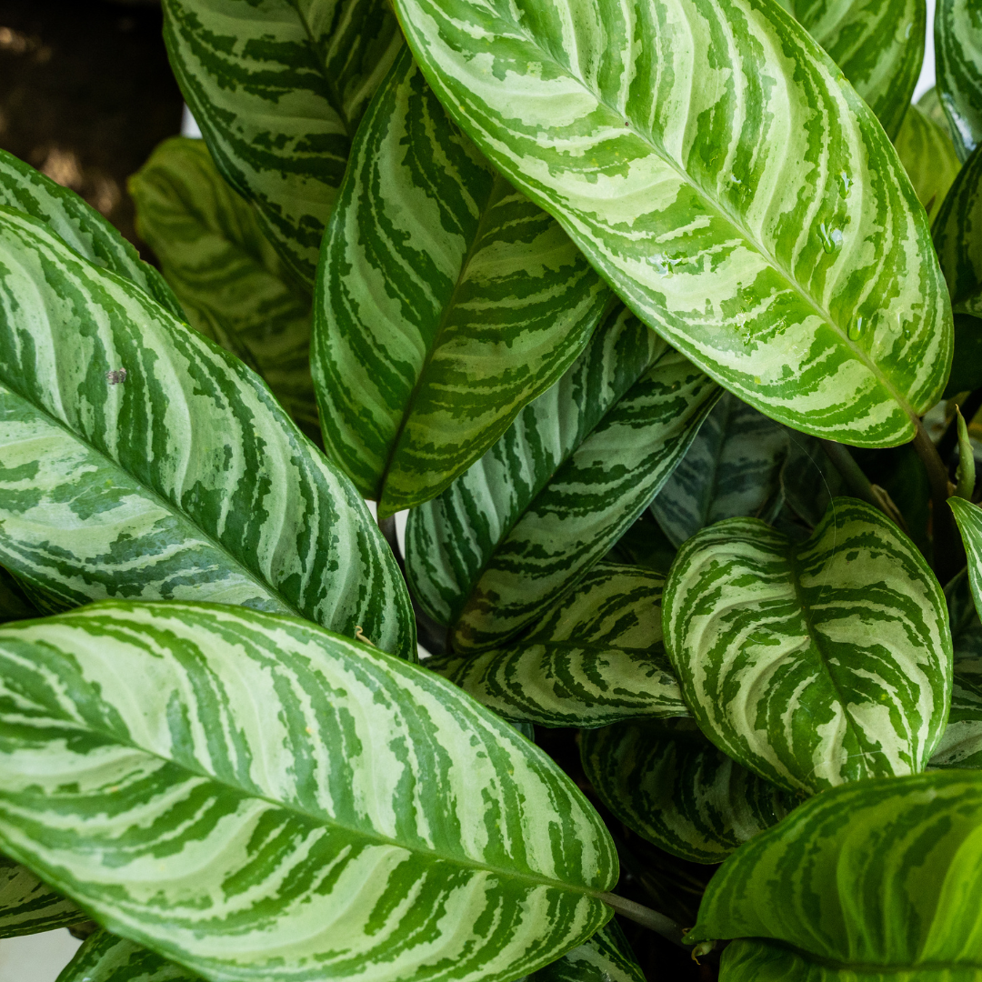 closeup of white and green striped chinese evergreen leaves