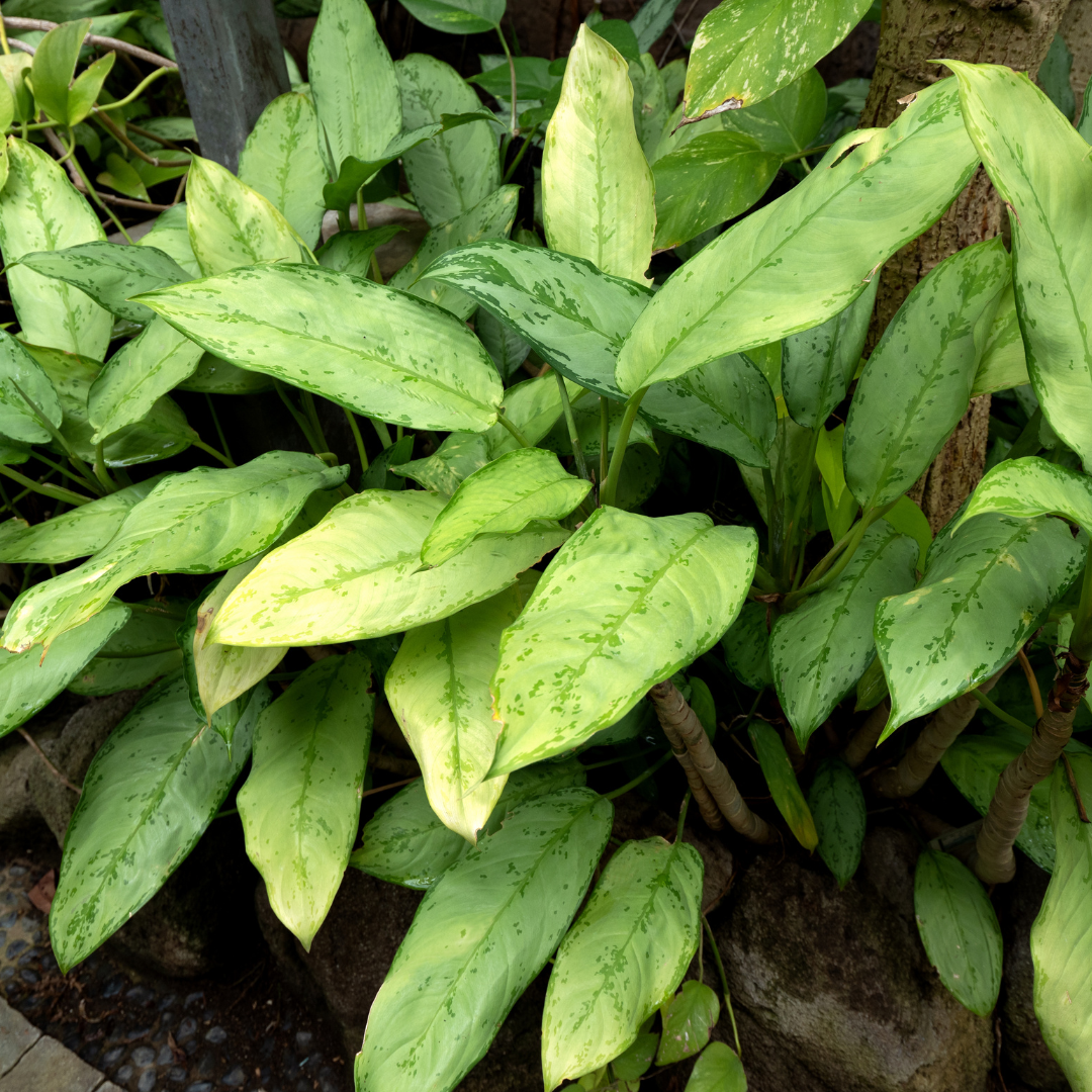 light green chinese evergreen varieties