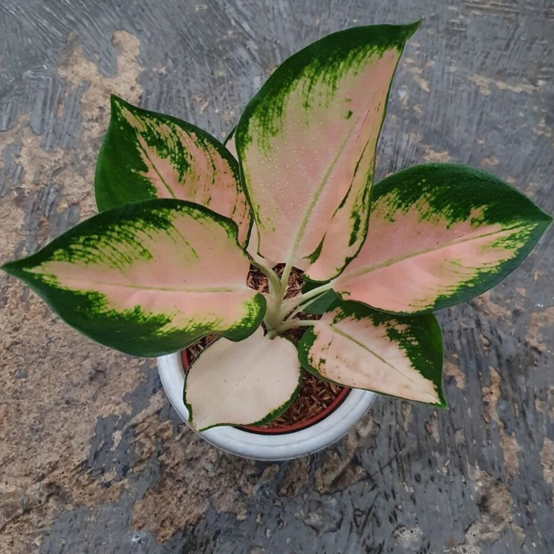 pink and green chinese evergreen variety in a pot