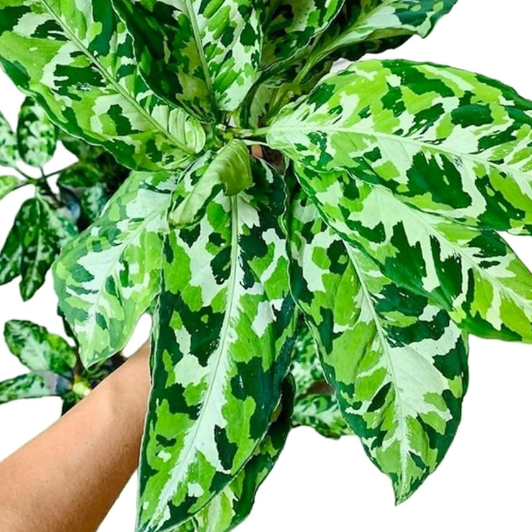 mottled green and cream aglaonema variety