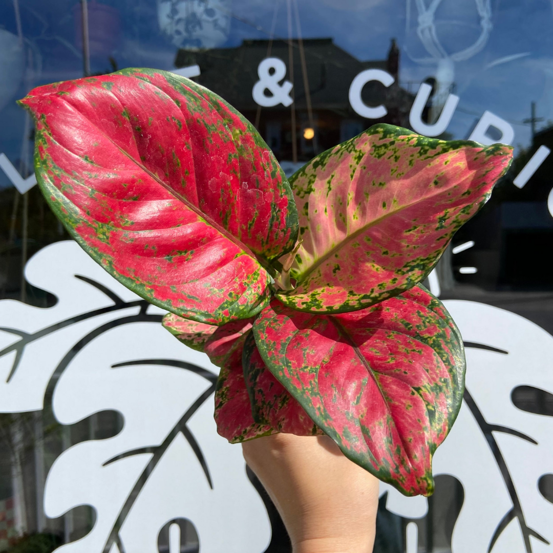 closeup of mottled pink and green chinese evergreen plant