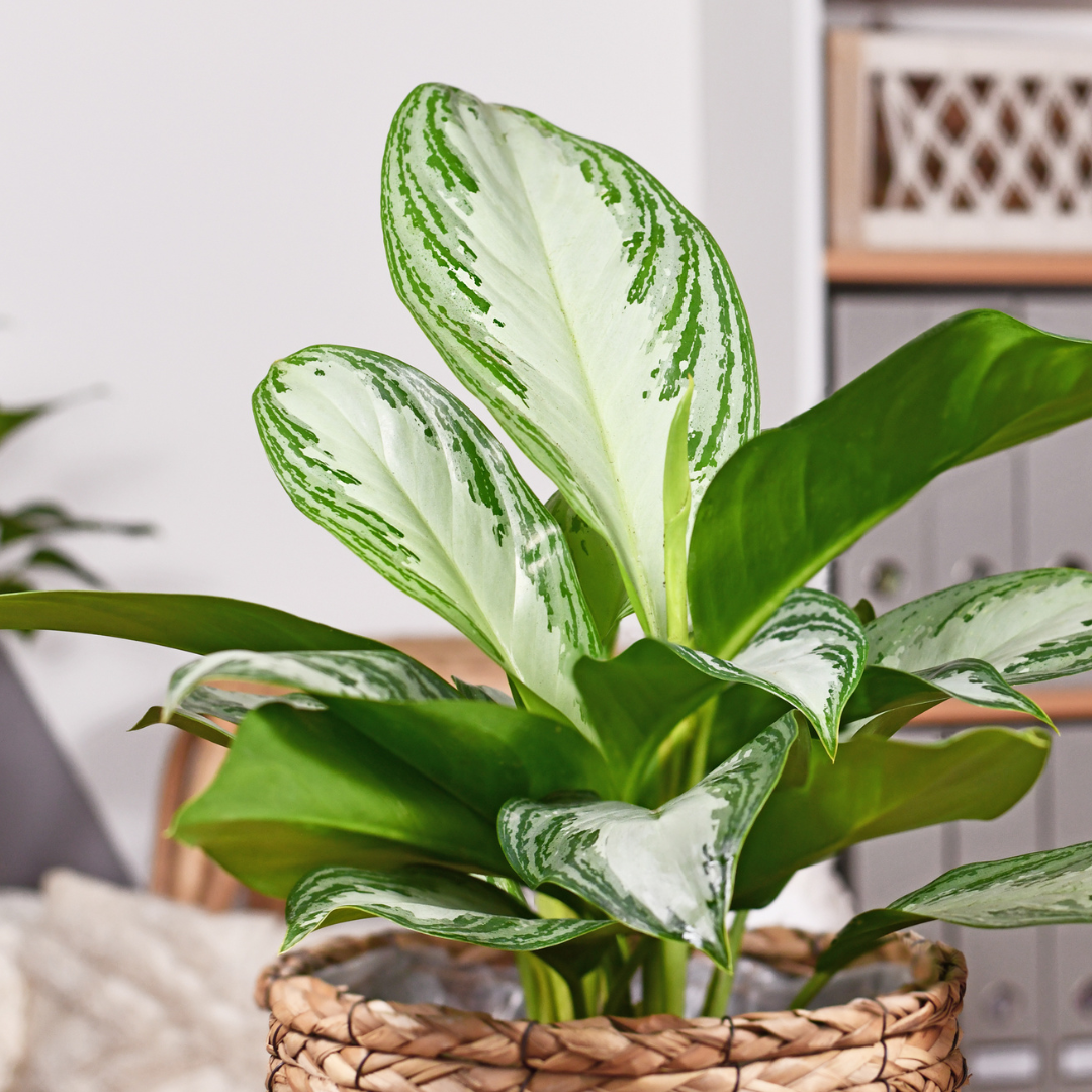 white and green aglaonema plant in basket