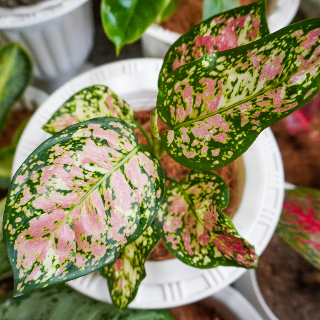 closeup of mottled pink cream and green chinese evergreen leaves