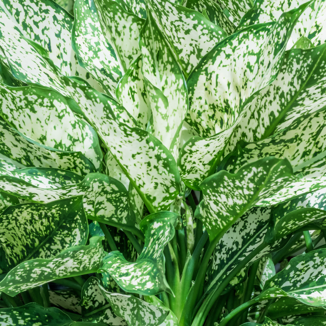 closeup of mottled white chinese evergreen leaves