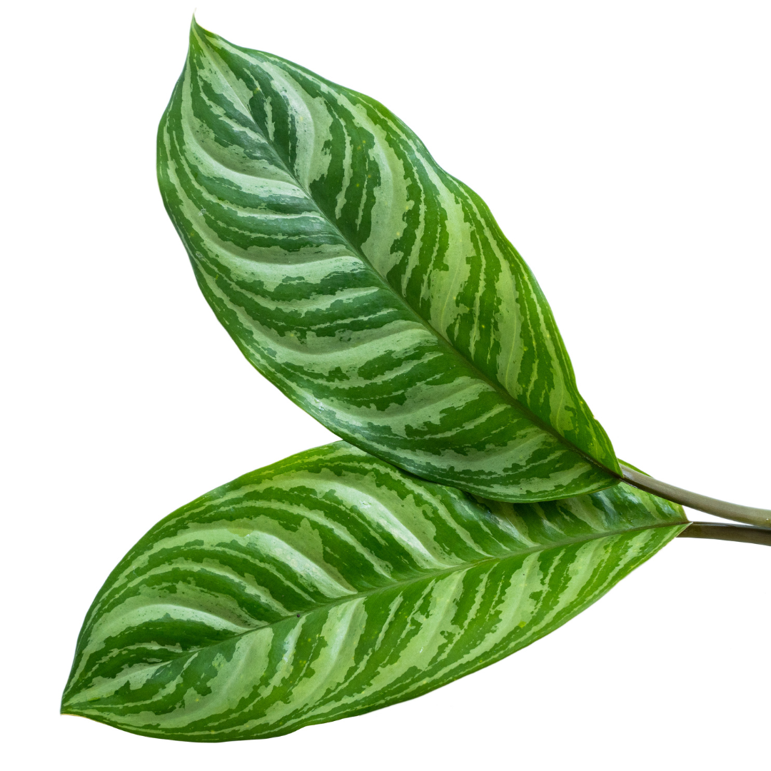 closeup of striped green chinese evergreen leaves