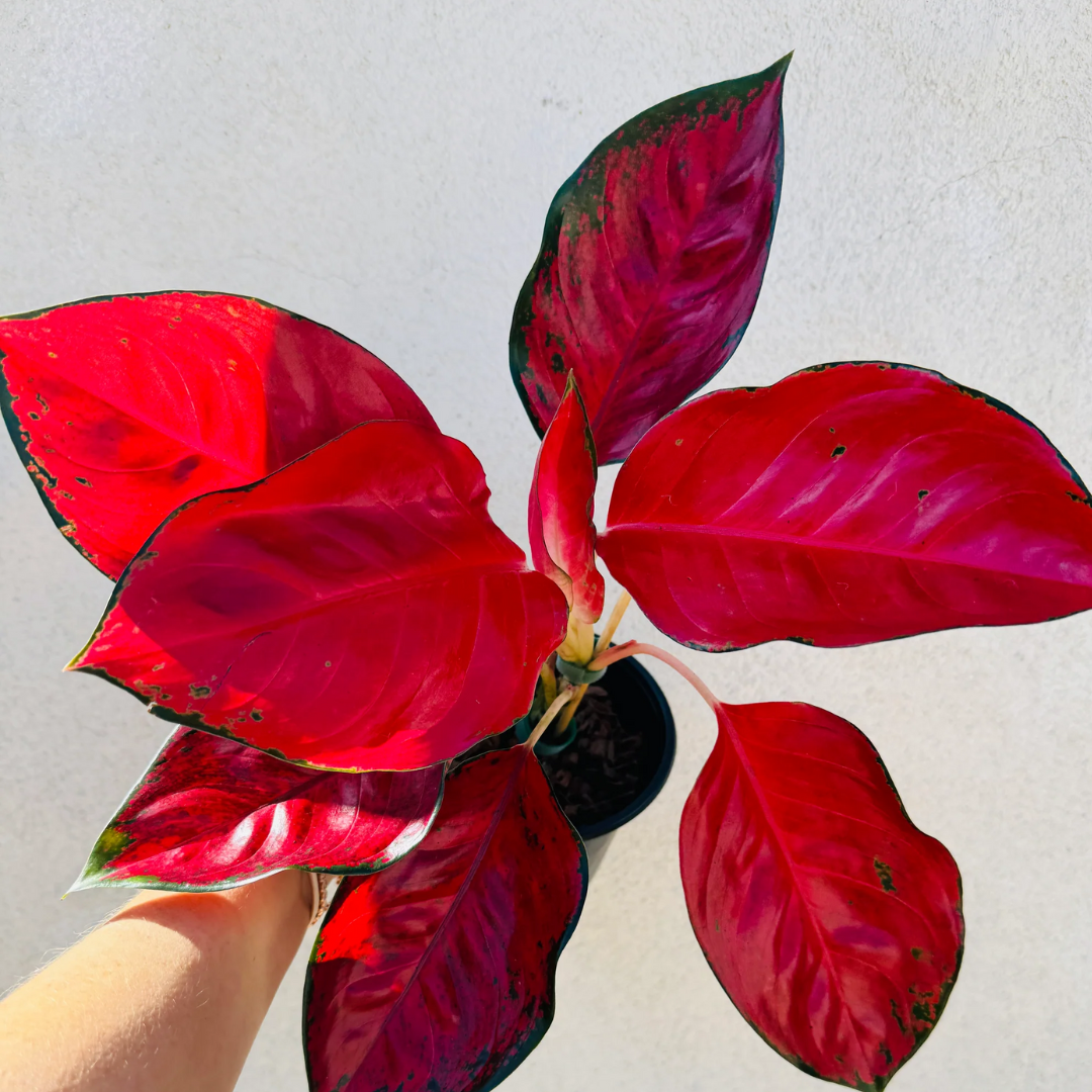 red aglaonema plant in a pot 