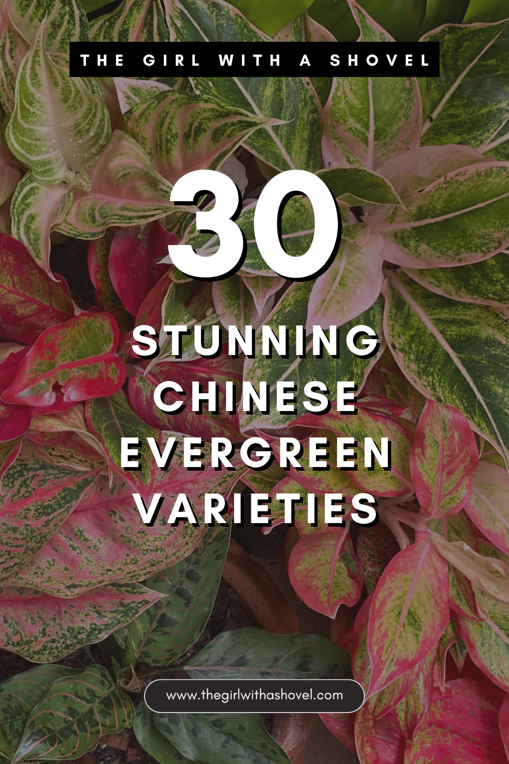 chinese evergreen varieties pinterest pin