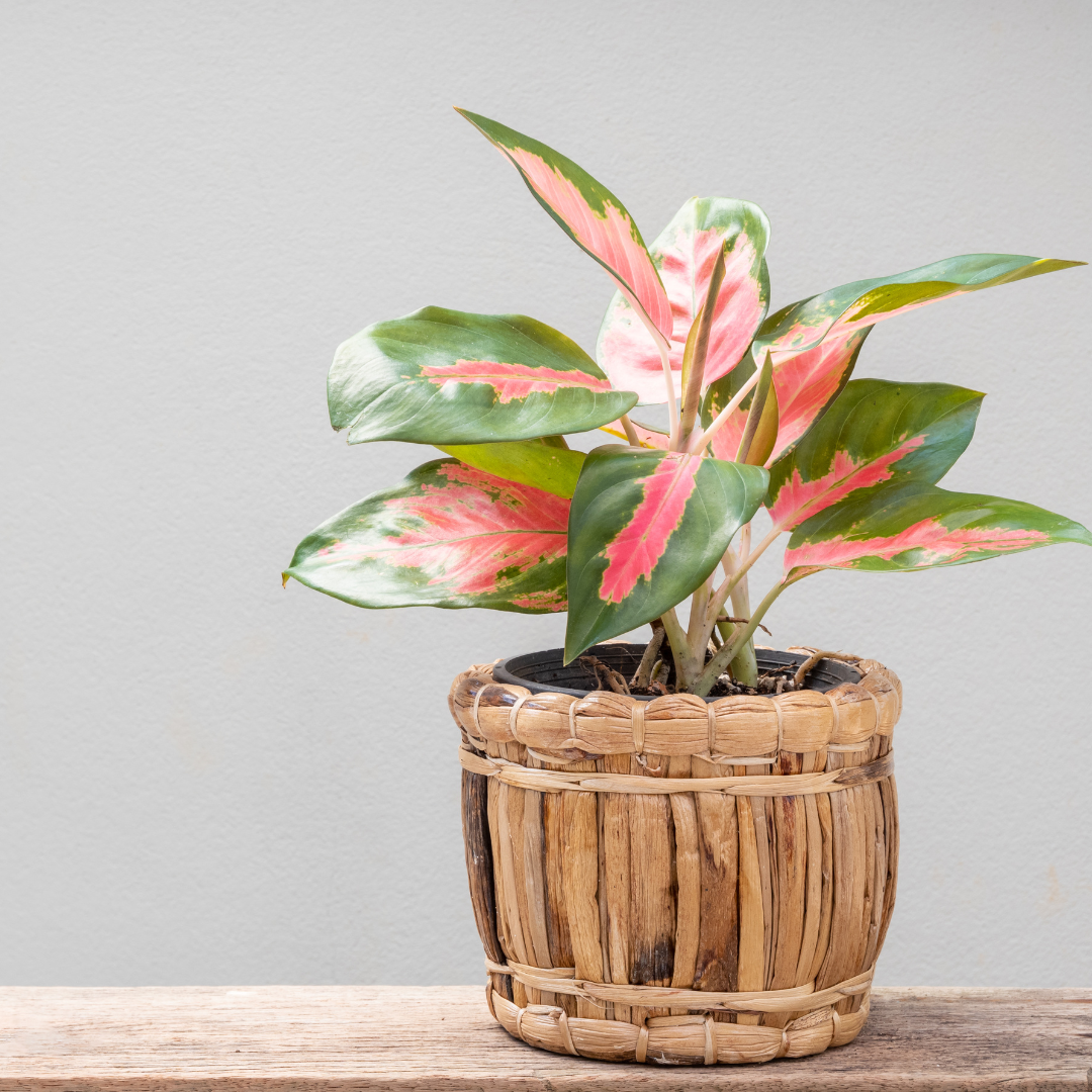 aglaonema plant on a shelf