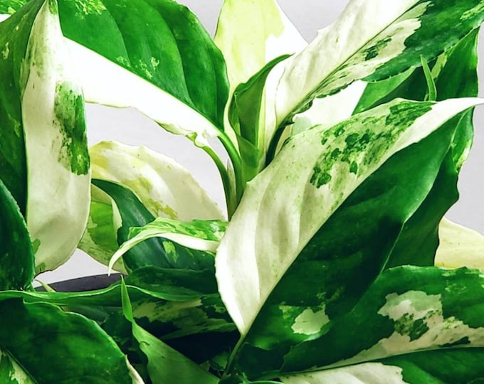 closeup of white and green variegated chinese evergreen