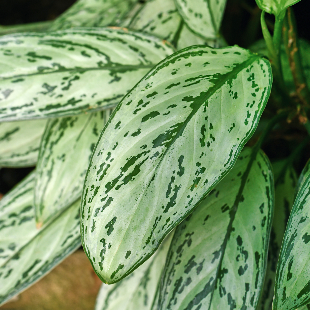 closeup of chinese evergreen leaf