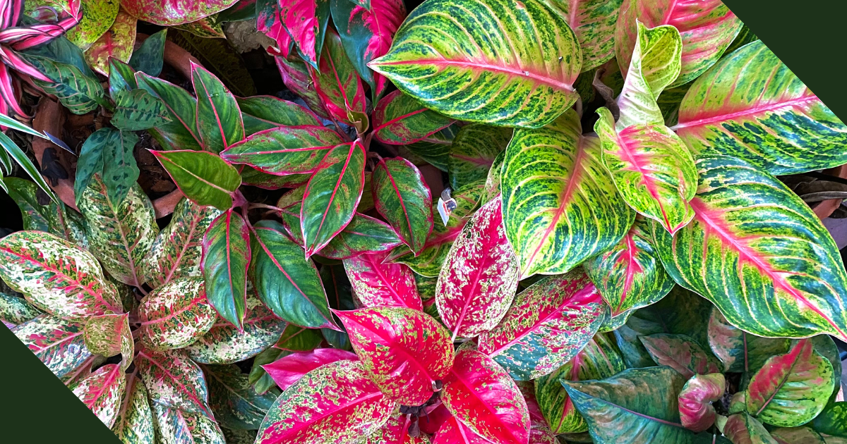 several chinese evergreen varieties grouped together